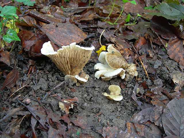 Funghi cittadini